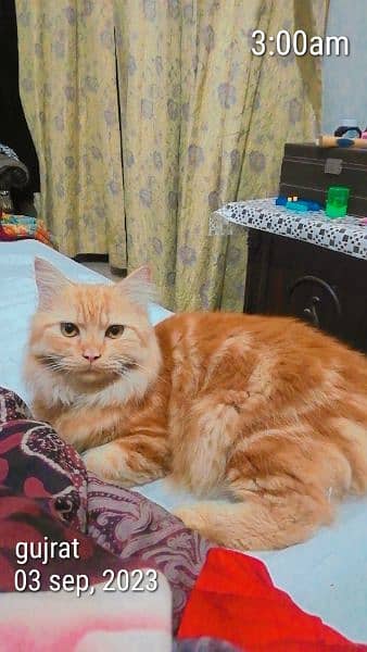 Persian Triple Coat Brown Mustard coloured Kitten. 0