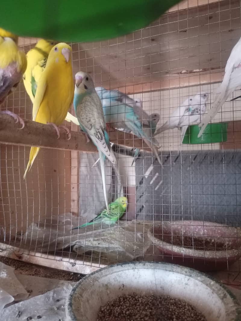 Albino Dackino Voilet Blue Green Fisher Australian Parrot O3O9 447617 9