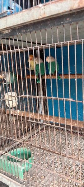 beautiful bajri parrots and love birds for sale 9