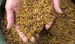 Mealworms (American Breed) Delivery All over Pakistan