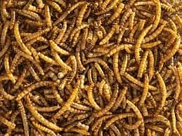 Mealworms (American Breed) Delivery All over Pakistan 1