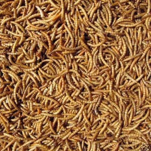 Mealworms (American Breed) Delivery All over Pakistan 2