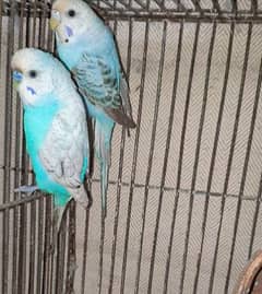 Budgies adult pathy mix 0