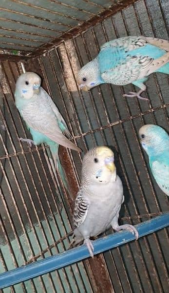 Budgies adult pathy mix 1