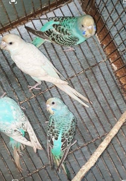 Budgies adult pathy mix 2