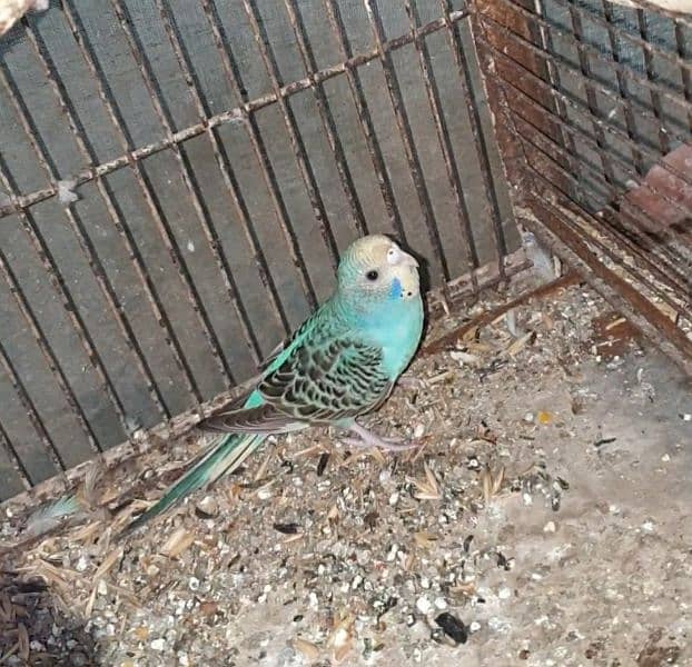 Budgies adult pathy mix 3