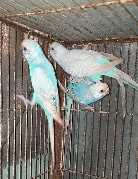 Budgies adult pathy mix 8