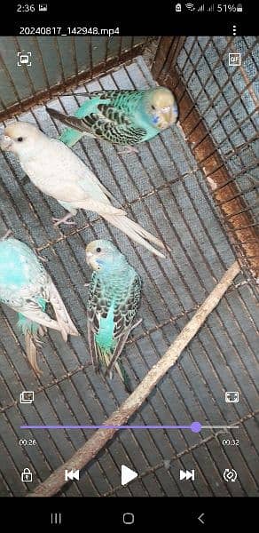 Budgies adult pathy mix 9