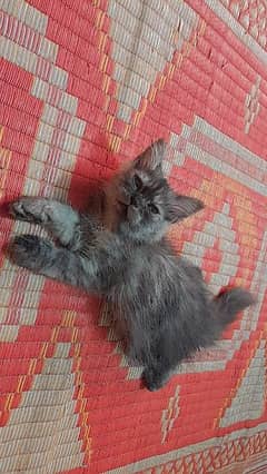 pure Persian grey female