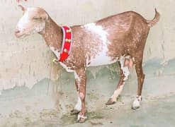 Tedi bakri (tedy tapri ghaban bakri) 0