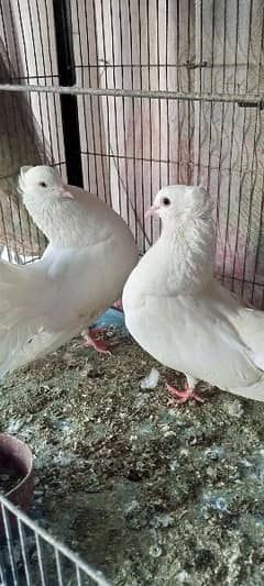 laka kabooter ,lakha pigeons 0