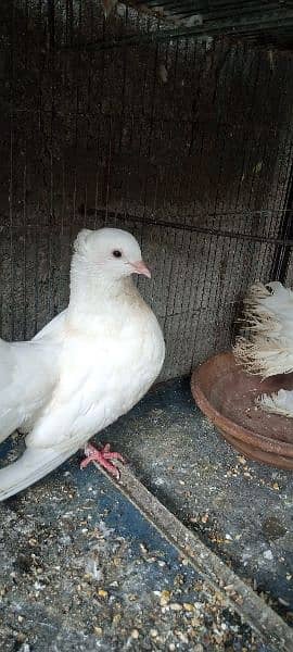 laka kabooter ,lakha pigeons 1