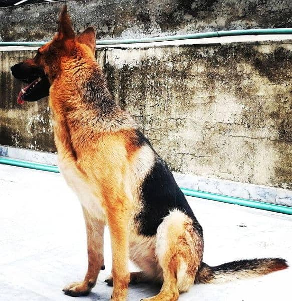 king Shepard dog and Alsatian bitch 1