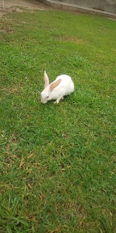 Rabbits Available For Sale!