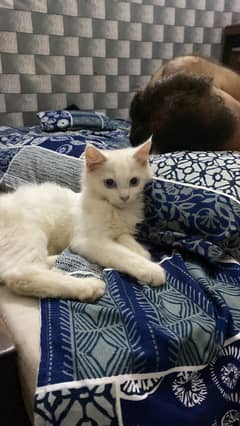 white female cat with blue eyes double coated