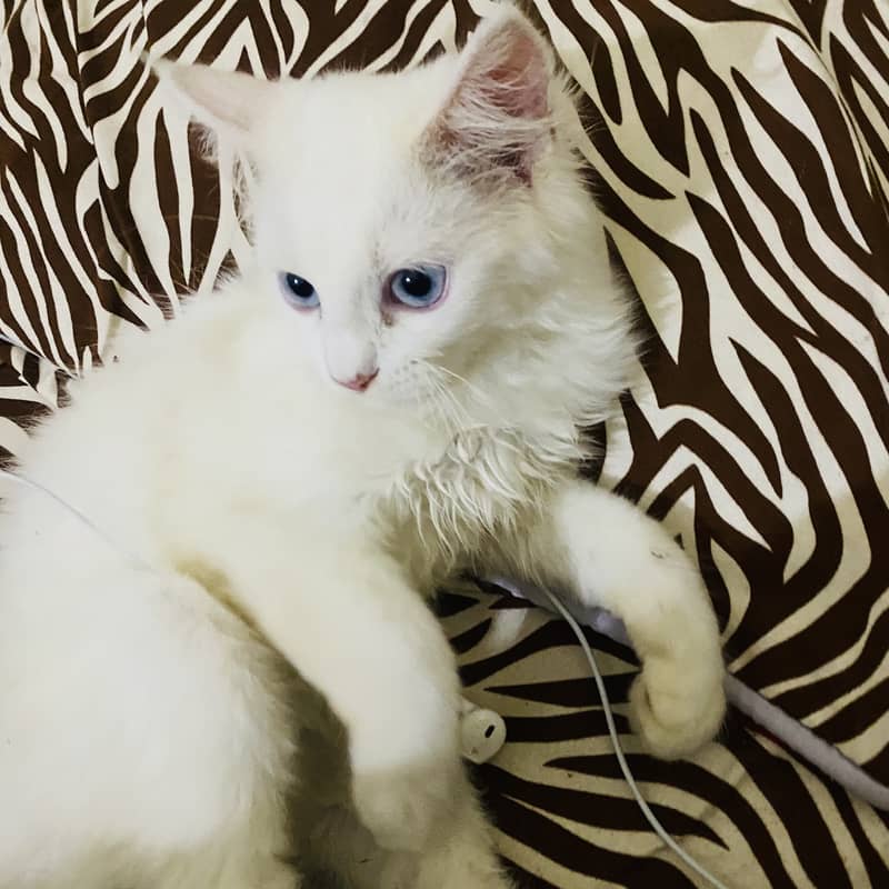 white female cat with blue eyes double coated 1