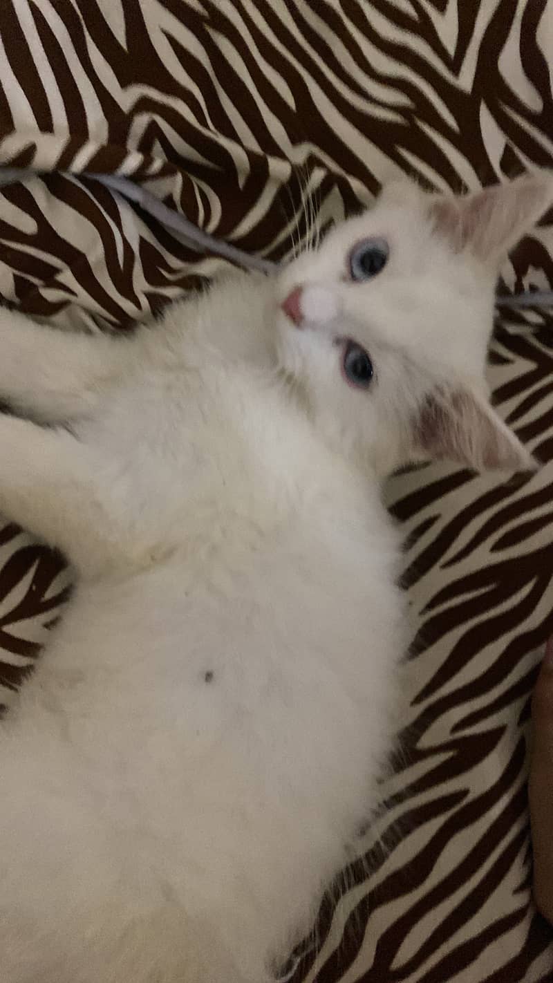 white female cat with blue eyes double coated 3