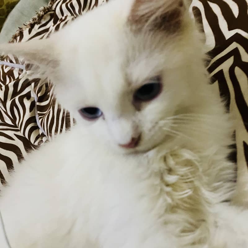 white female cat with blue eyes double coated 5