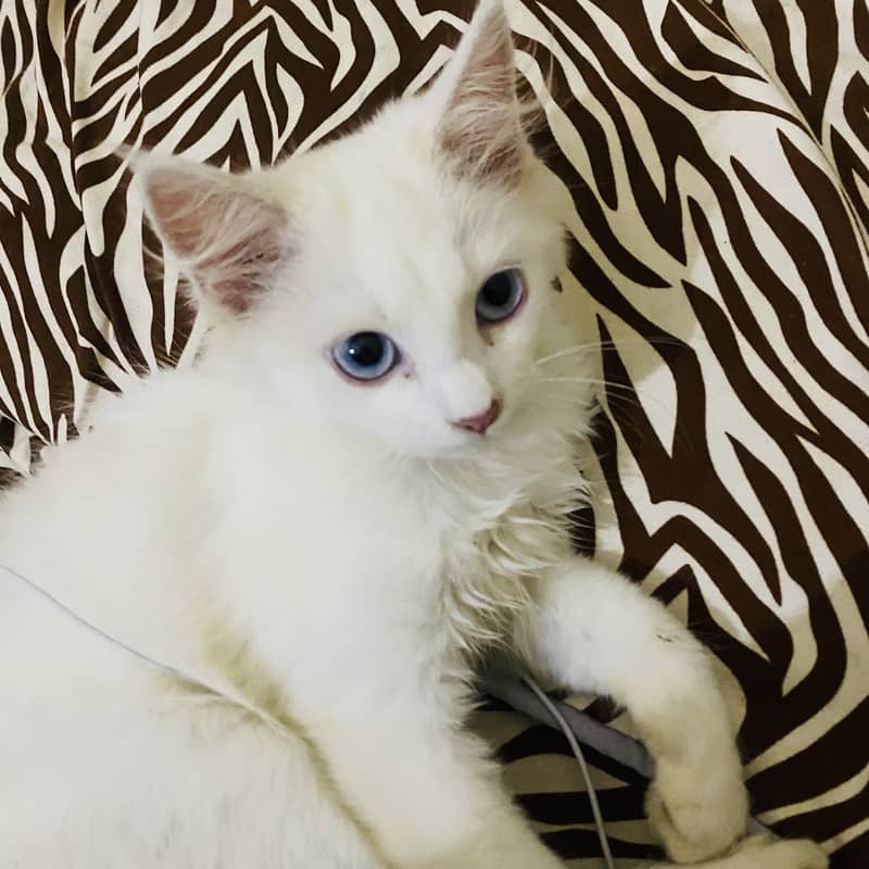 white female cat with blue eyes double coated 6