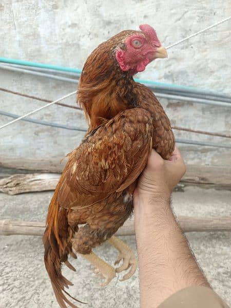 Aseel peela patha ( 03410429985) - Hens - 1091579516