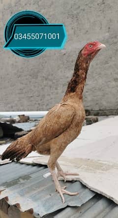 Pure Mianwali aseel hens