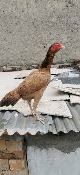 Pure Mianwali aseel hens 6