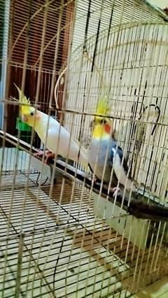 cocktail breeder pair