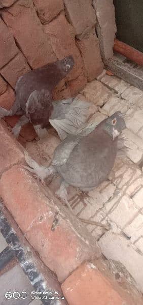 breeding pair hain sab 2