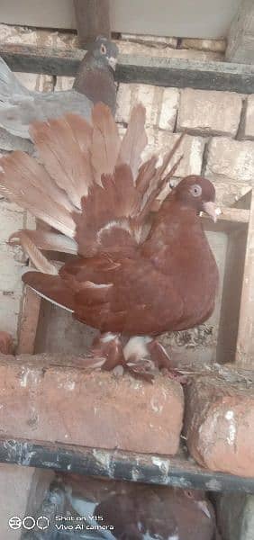 breeding pair hain sab 3