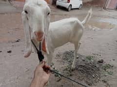 goat (bakri) for sale