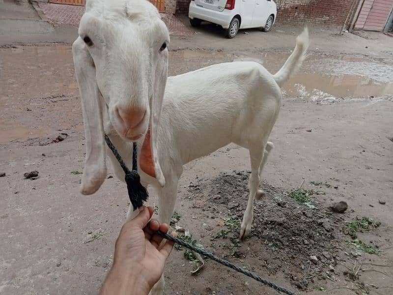 goat (bakri) for sale 0