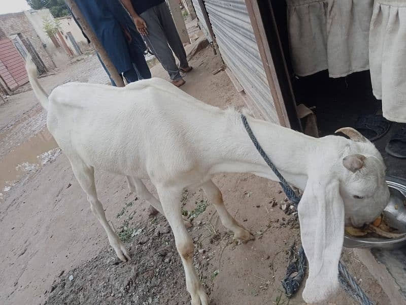 goat (bakri) for sale 1