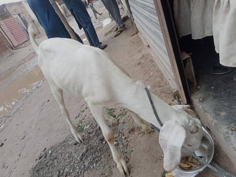 goat (bakri) for sale 2