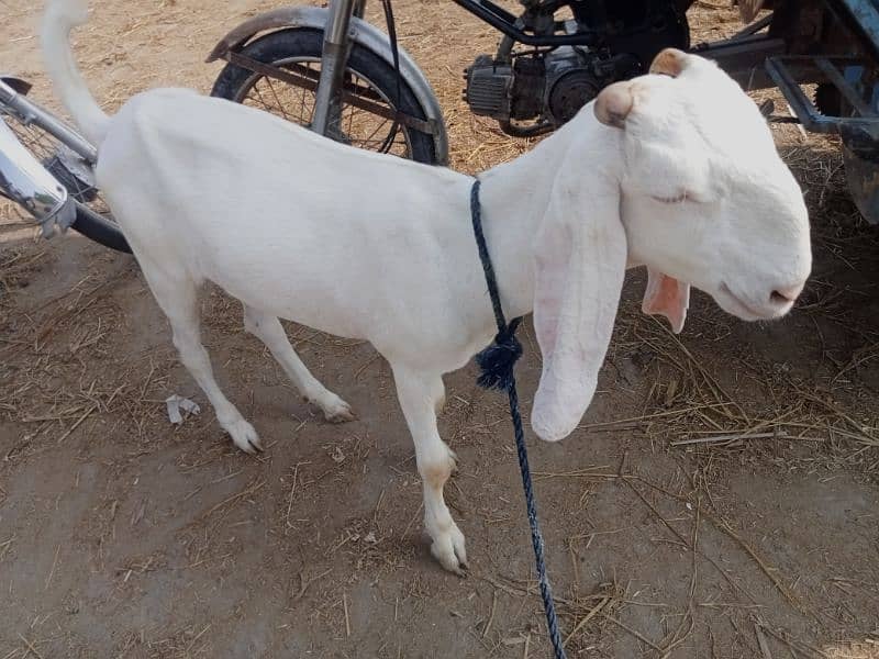 goat (bakri) for sale 5