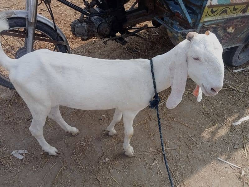 goat (bakri) for sale 6