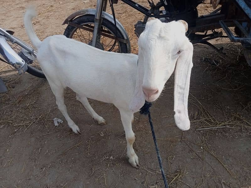 goat (bakri) for sale 7