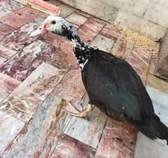 1 musuky female duck egg and common male duck  location khushab