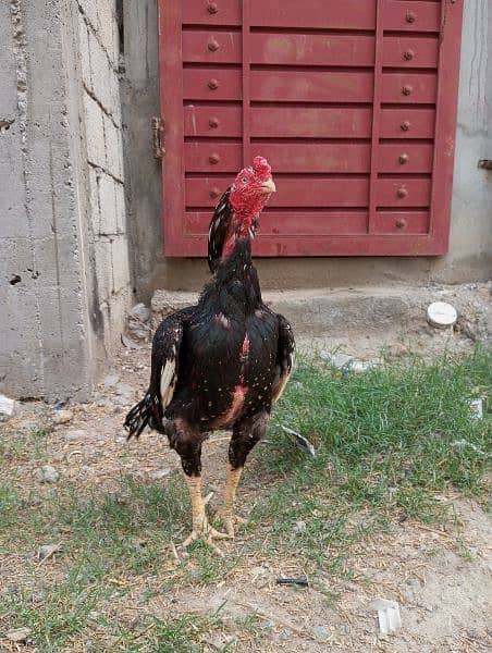 38 months aseel male fir sale only serious buyers 1