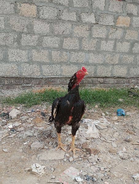 38 months aseel male fir sale only serious buyers 2