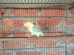 some birds for sale