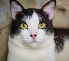 Black White Fluffy Cat