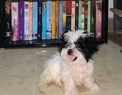 Shihtzu