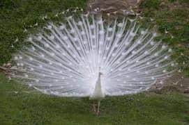 peacock chicks available 0