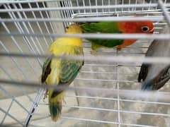 Love Birds Breeder and Ready To Breed Pairs 0