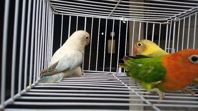 Love Birds Breeder and Ready To Breed Pairs 1