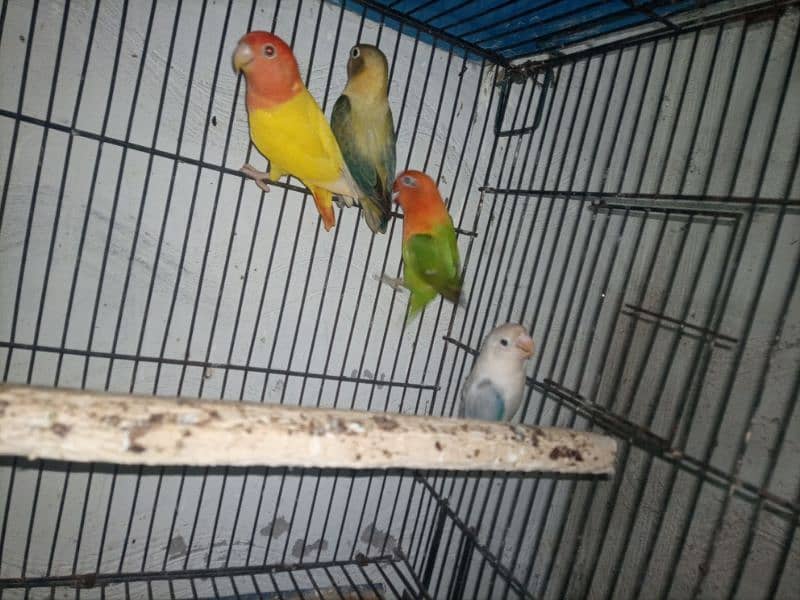 Love Birds Breeder and Ready To Breed Pairs 4