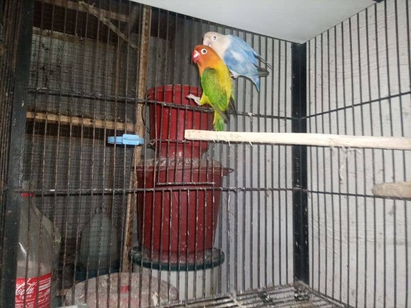 Love Birds Breeder and Ready To Breed Pairs 6