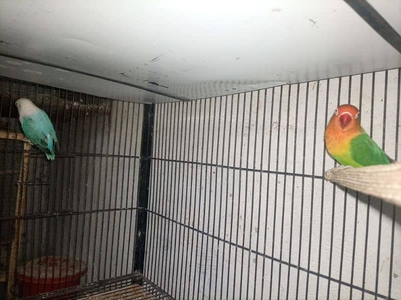 Love Birds Breeder and Ready To Breed Pairs 7