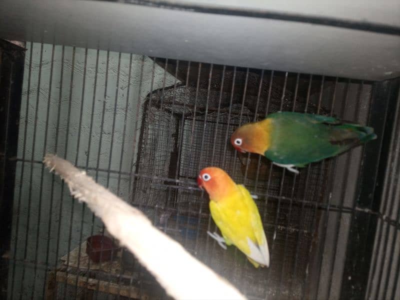 Love Birds Breeder and Ready To Breed Pairs 9