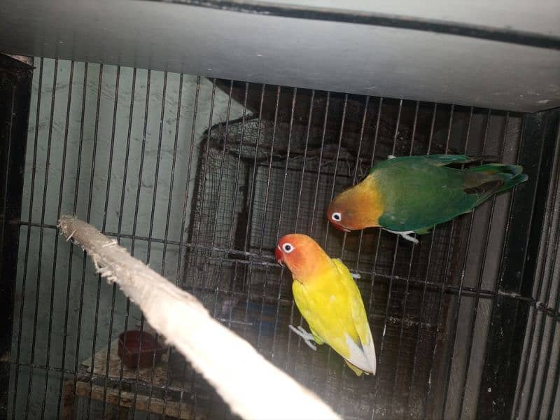 Love Birds Breeder and Ready To Breed Pairs 10